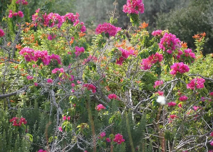 Desiree Apartamento *